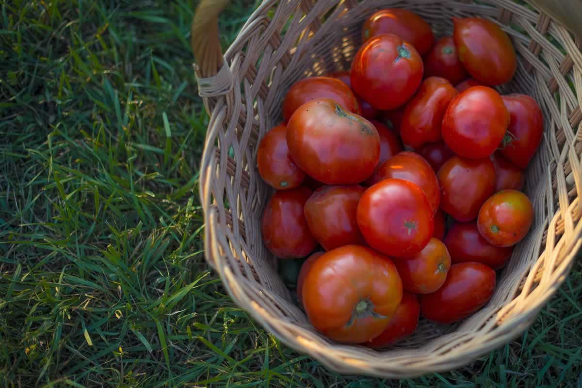 Basket of Tomatoes